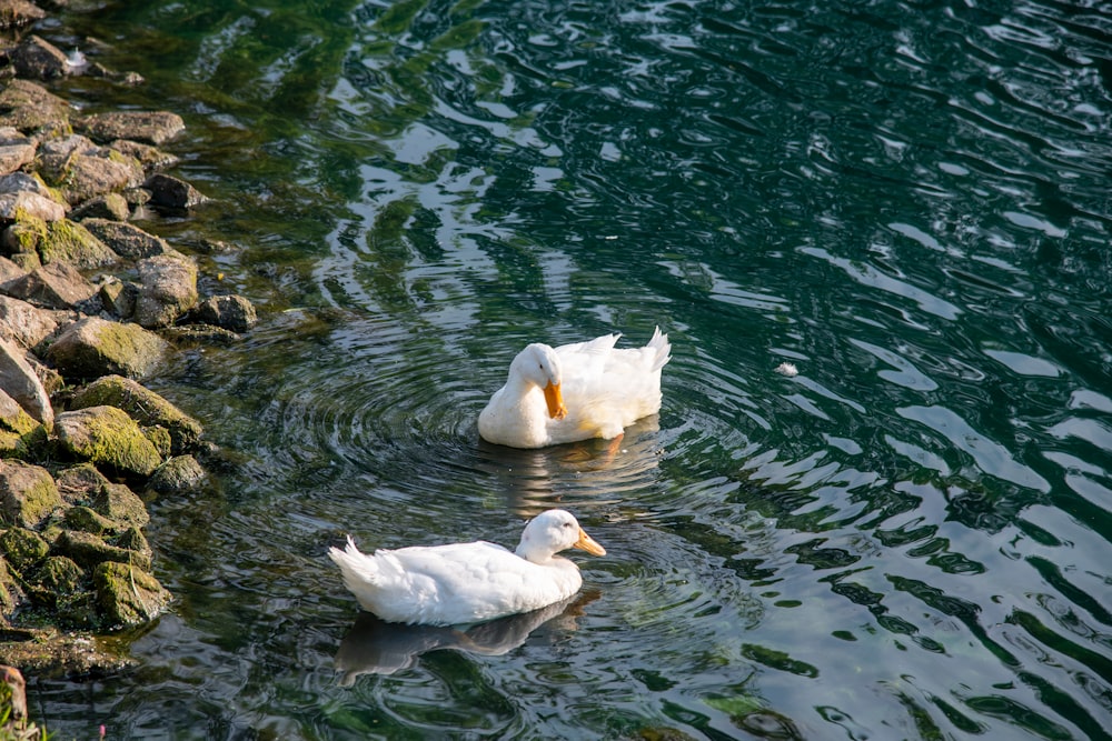 white swan on water during daytime