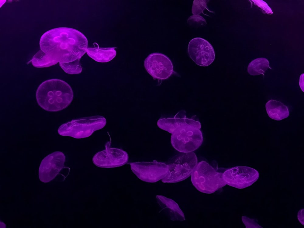 purple jelly fish in water