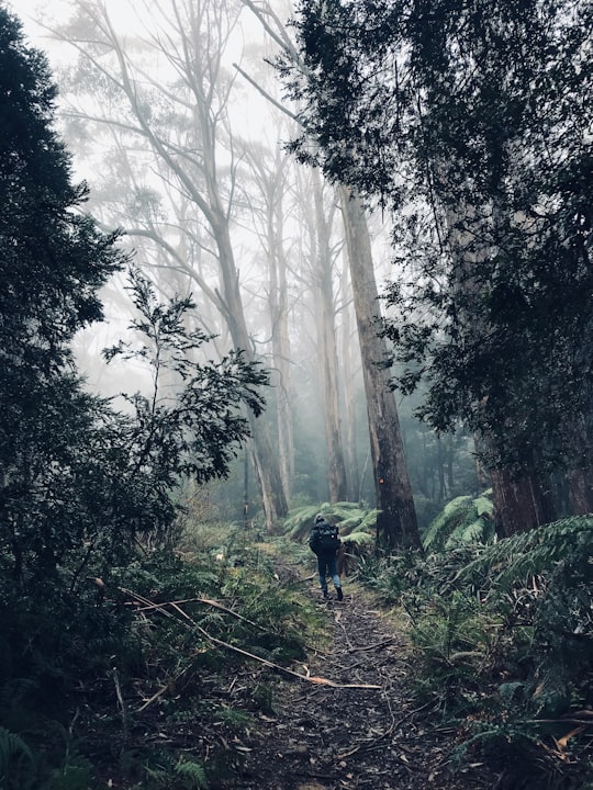 person in green jacket walking on forest during daytime in Mount Donna Buang Australia