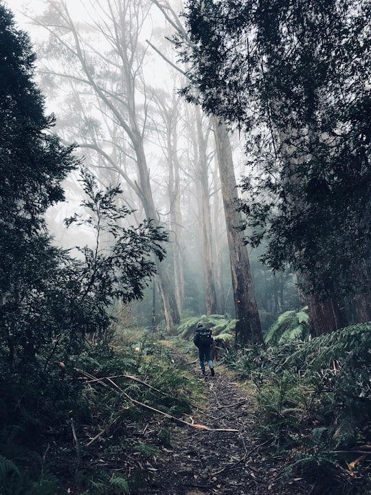 Mount Donna Buang things to do in Healesville VIC