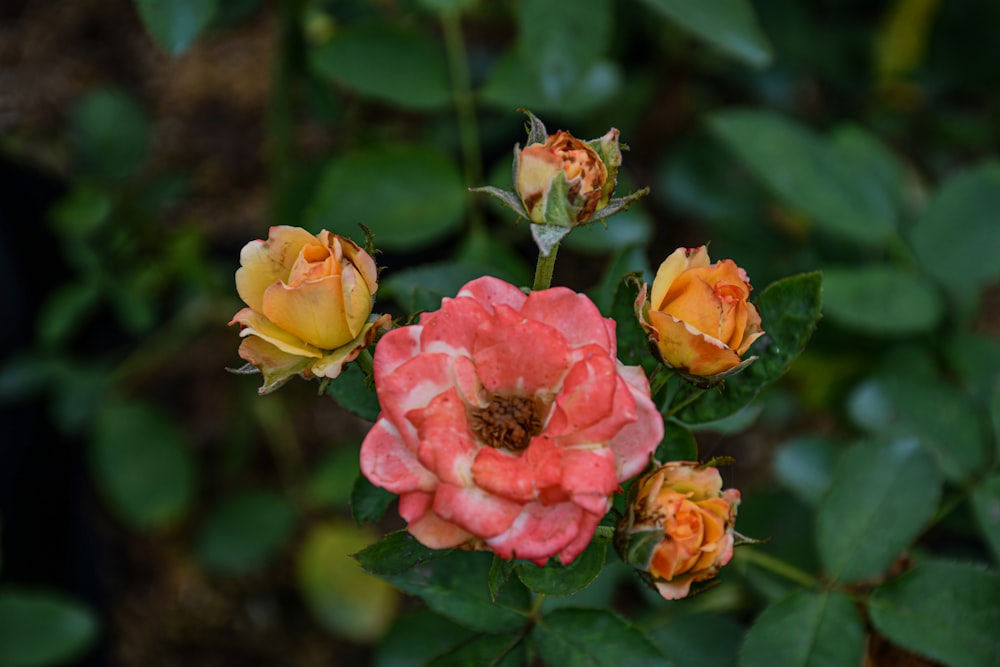 pink and yellow rose in bloom during daytime