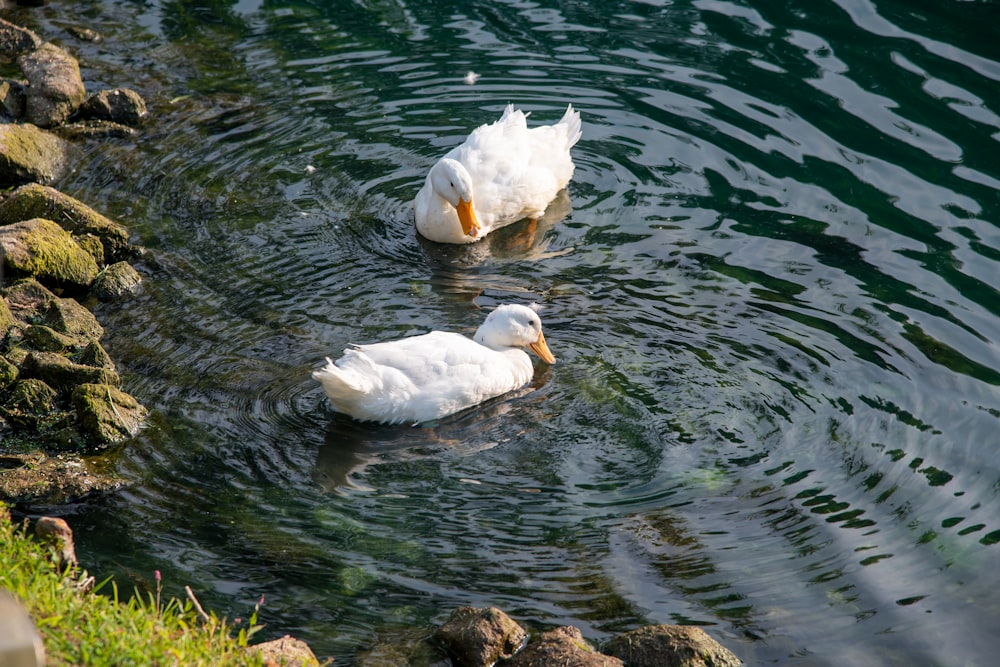 昼間の水上の白い白鳥