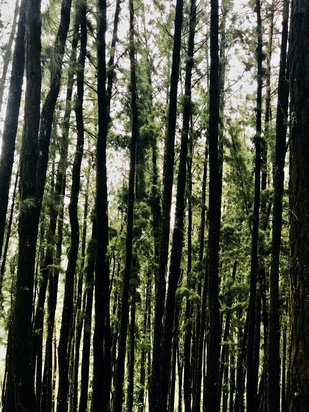 green trees on forest during daytime