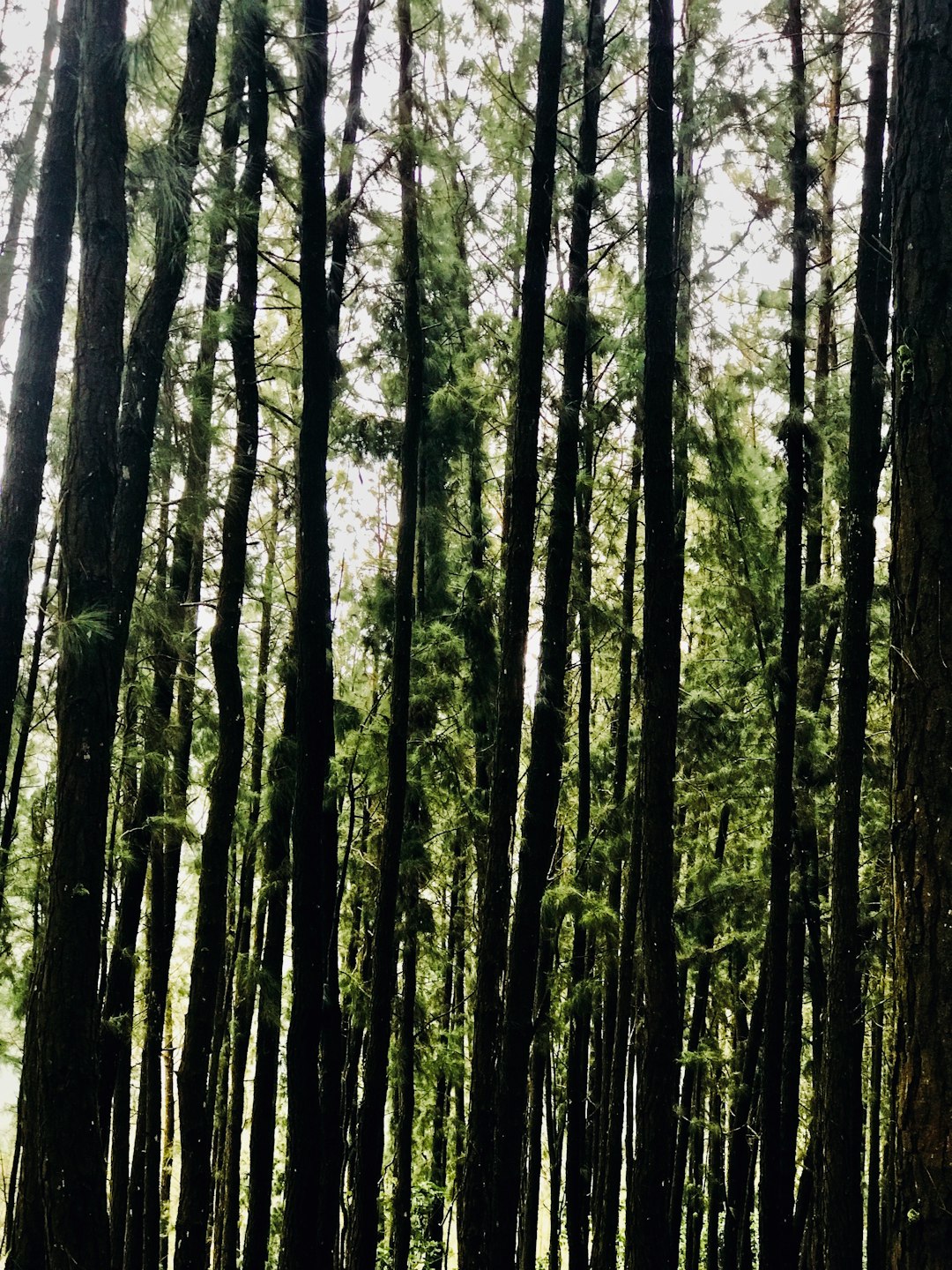 Forest photo spot Wyoming Wagamon Kolukkumalai