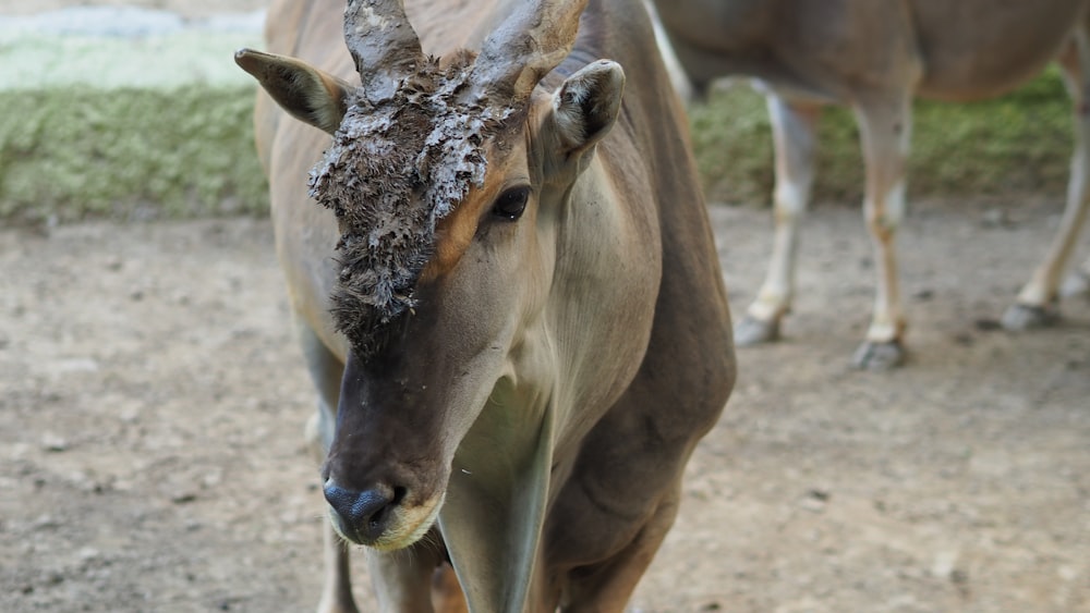 brown cow on brown sand during daytime