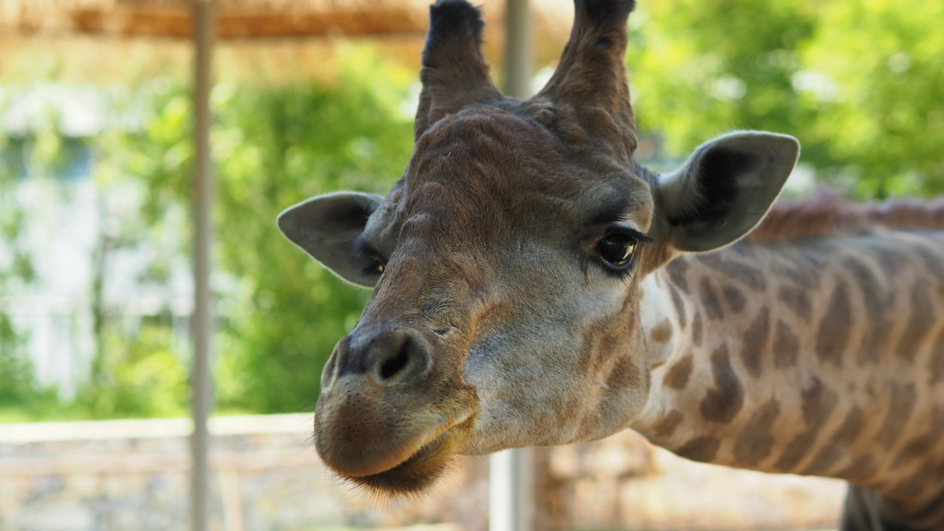 brown giraffe in close up photography during daytime