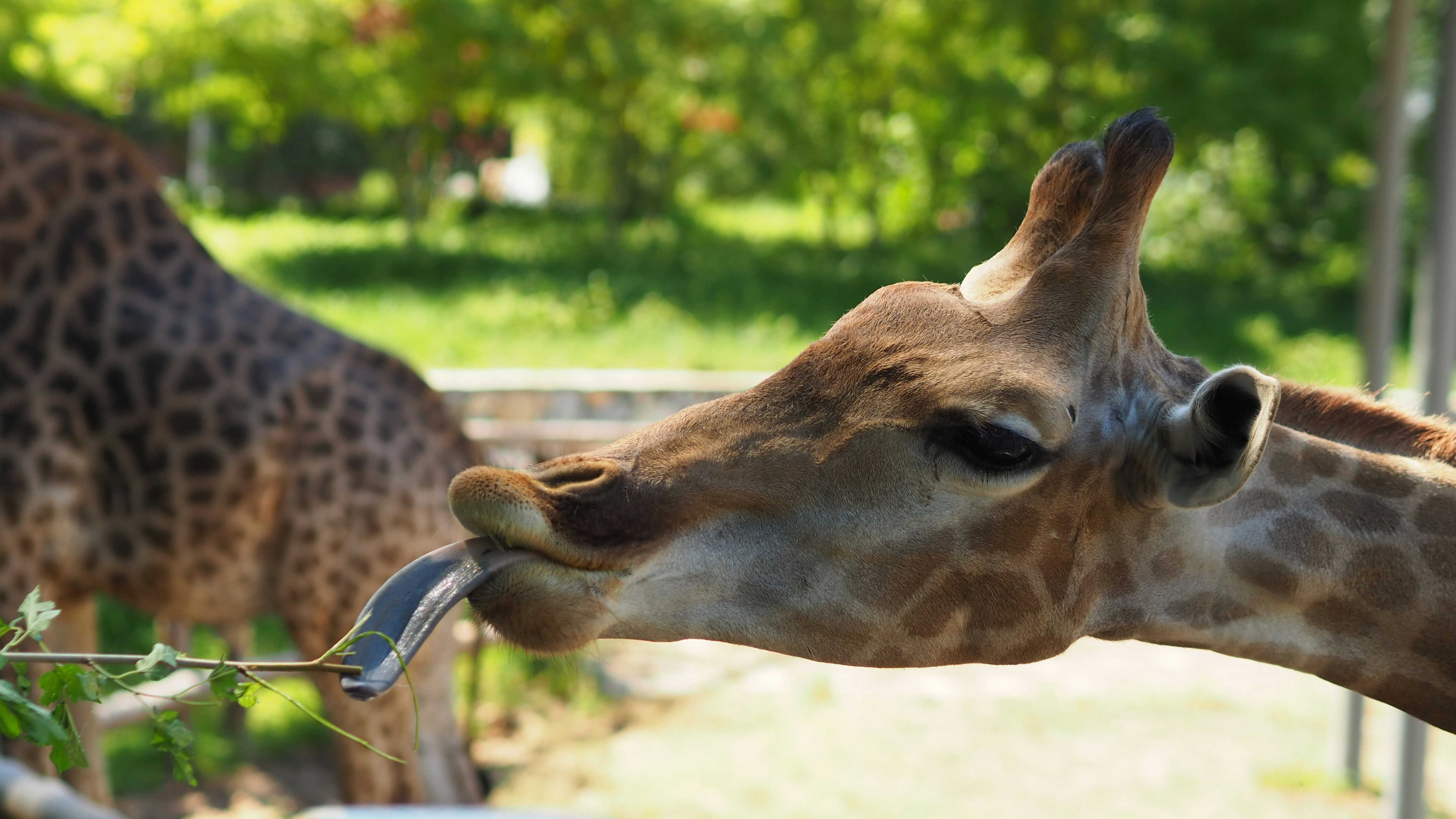 brown giraffe eating grass during daytime