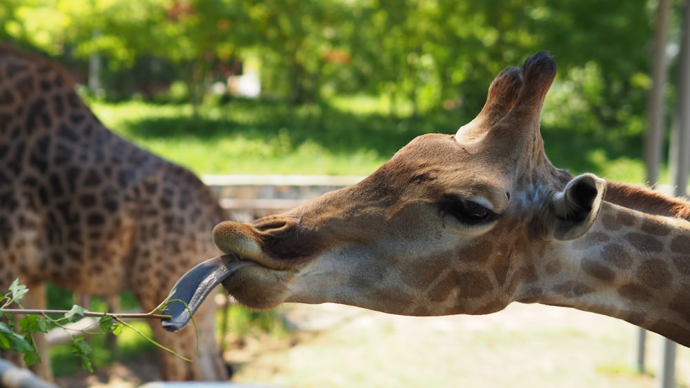 brown giraffe eating grass during daytime