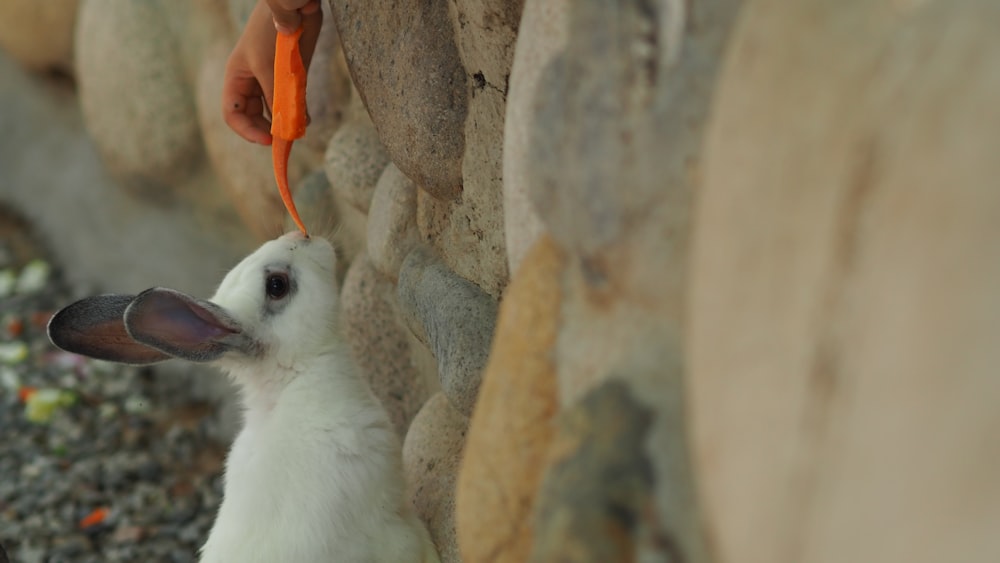 white long fur cat on rock