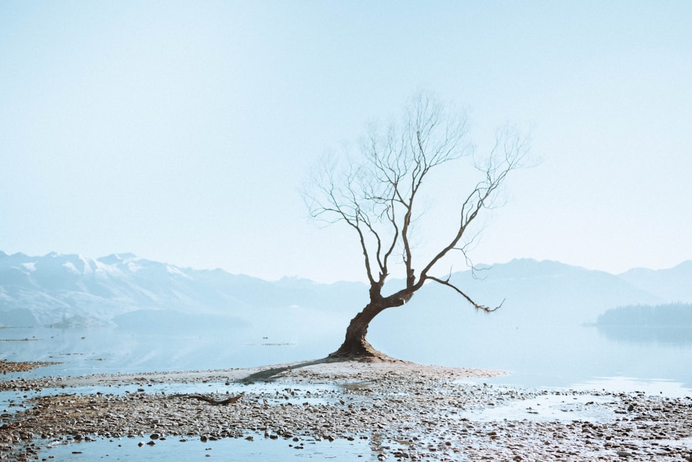 bare tree on snow covered ground during daytime