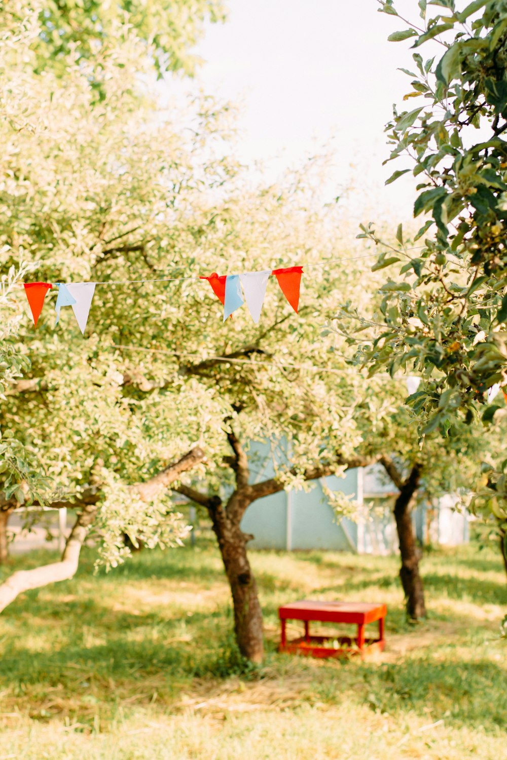 red and white flag on green tree during daytime