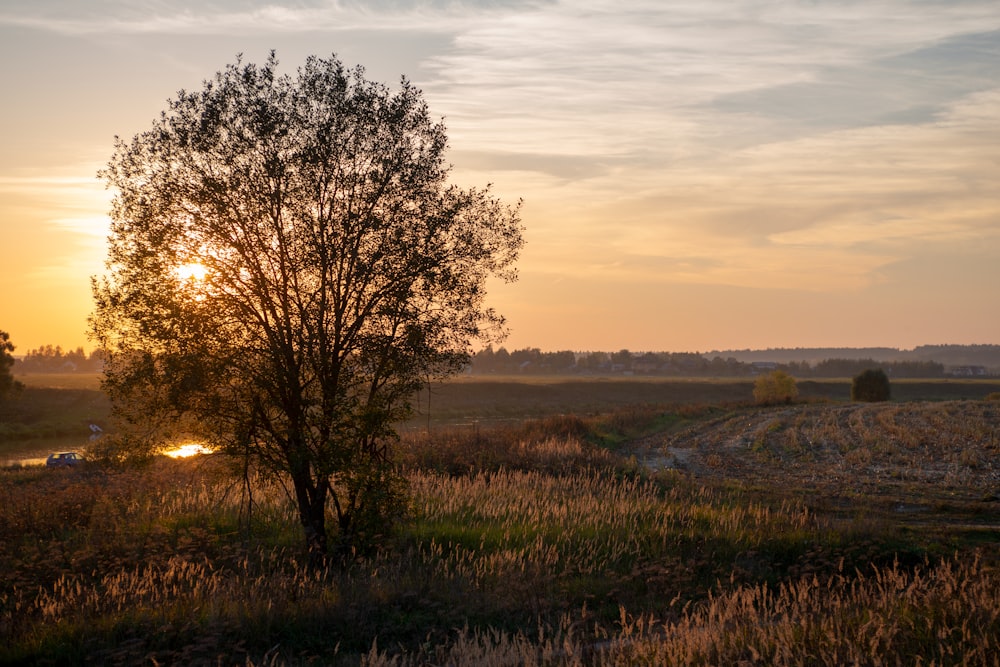 a tree in a field with a sunset in the background