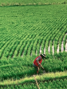 man in red shirt and black pants walking on green grass field during daytime
