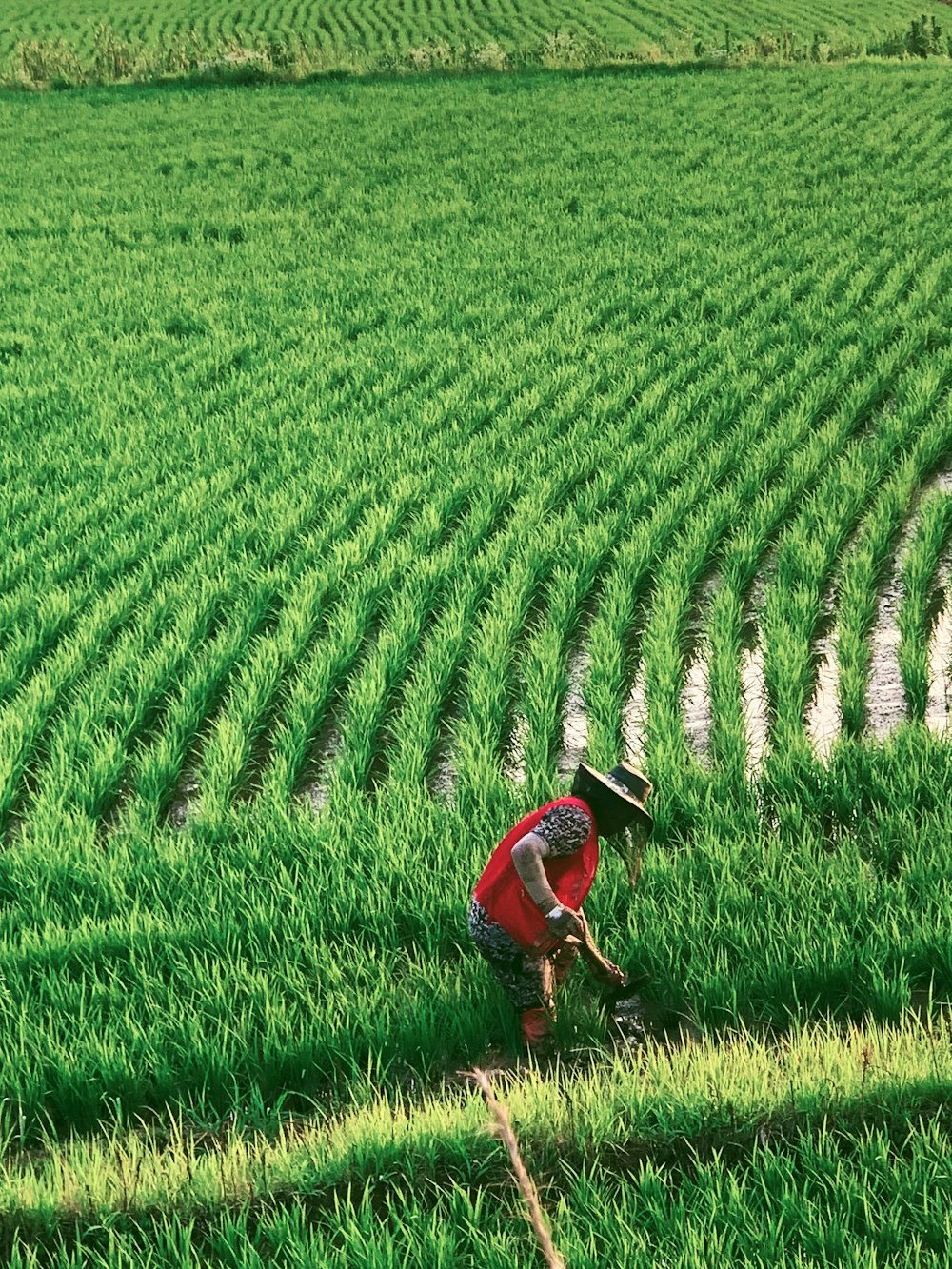 man in red shirt and black pants walking on green grass field during daytime