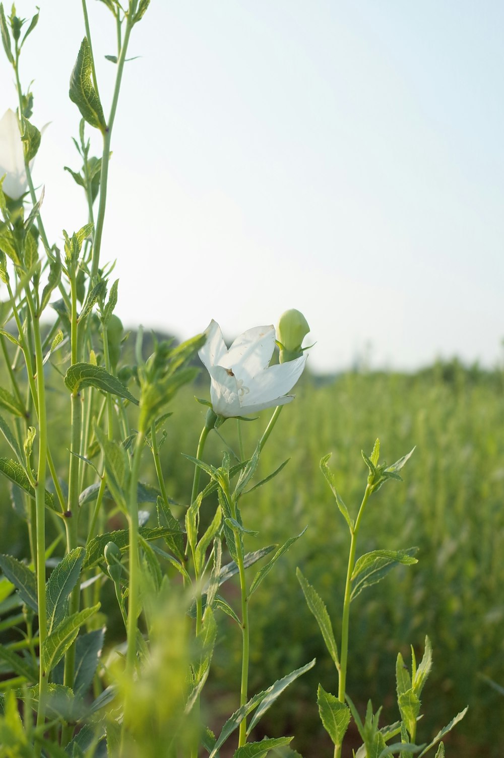 flor blanca en campo de hierba verde durante el día