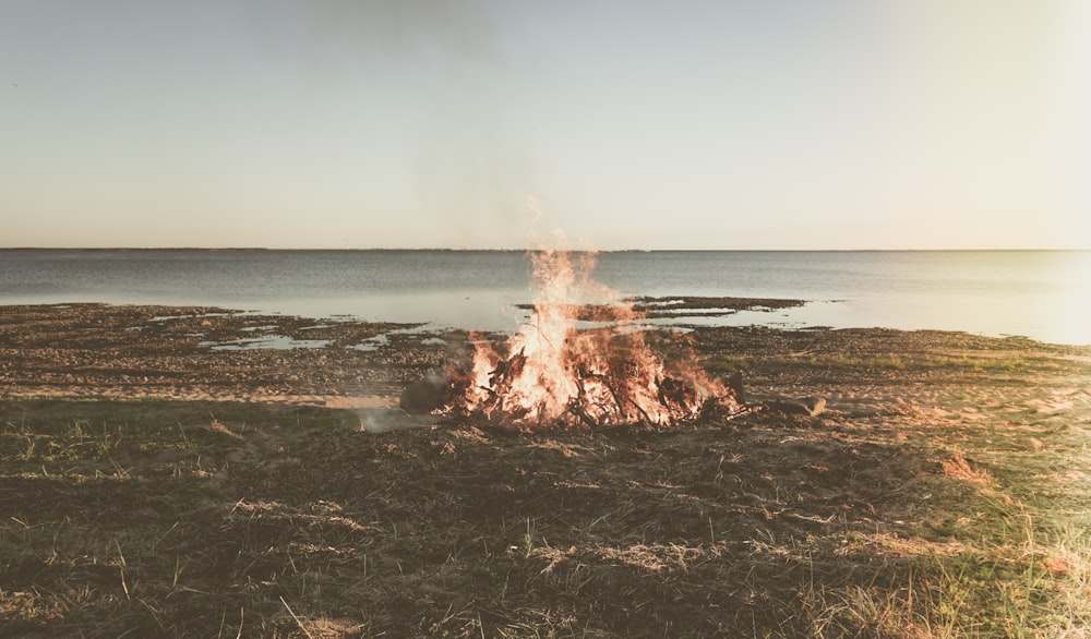 brown and white fire on brown sand near body of water during daytime