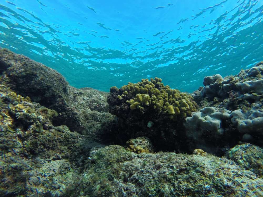 brown coral reef under water