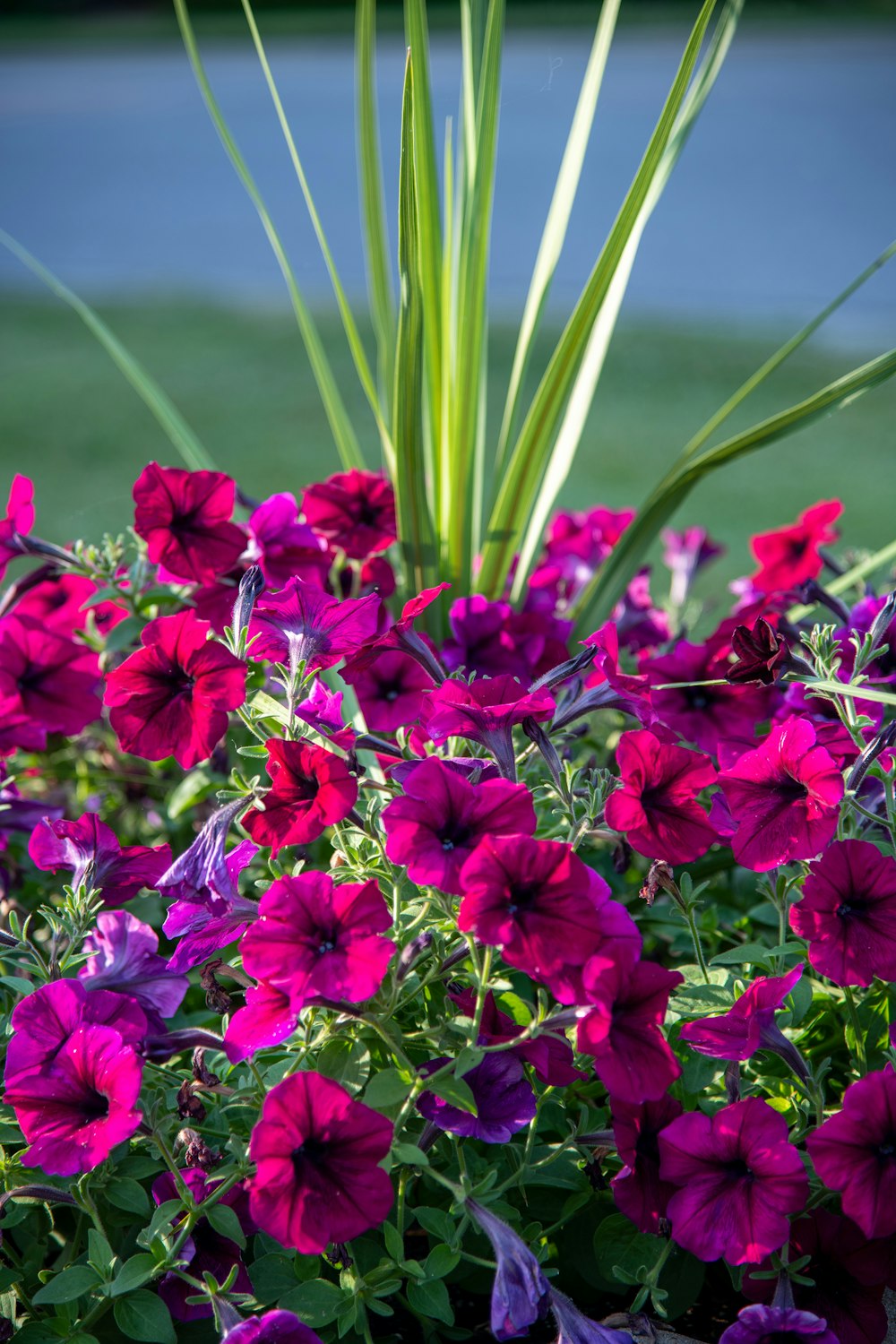 pink flowers with green leaves