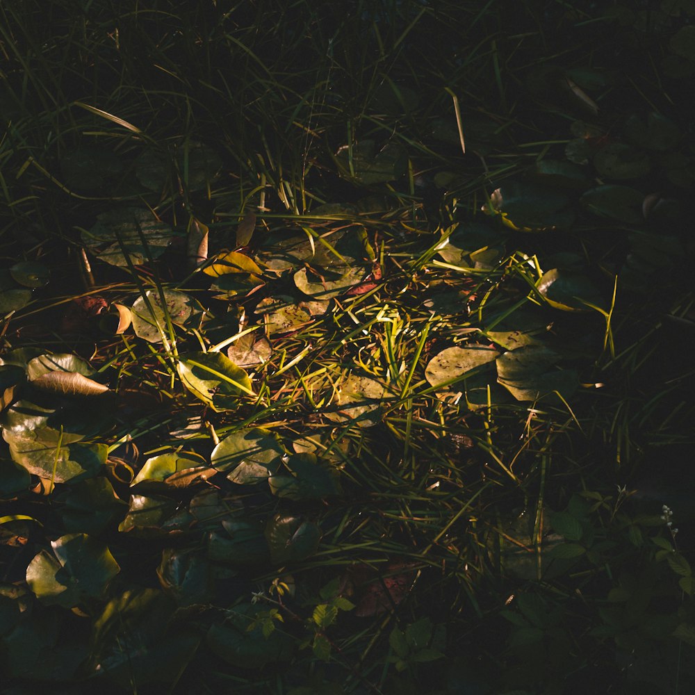 brown dried leaves on green grass