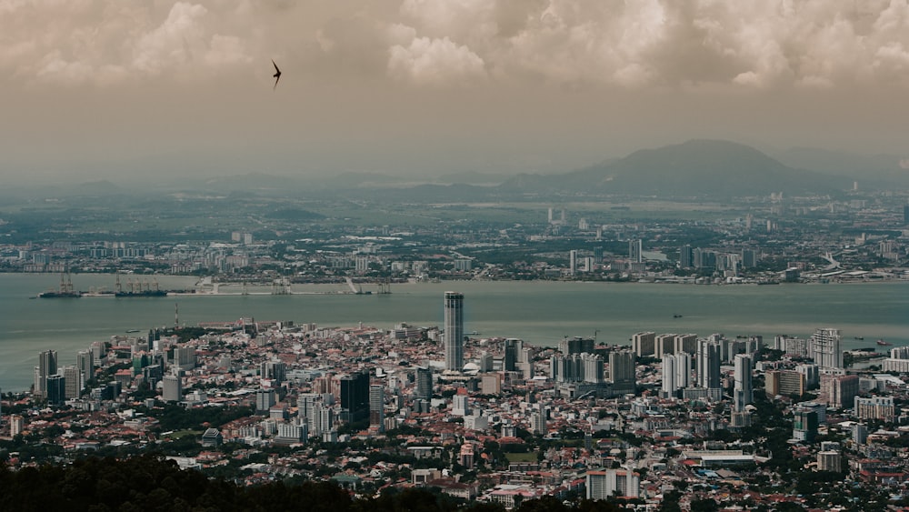 bird flying over city during daytime