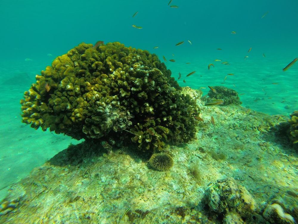 green coral reef under water