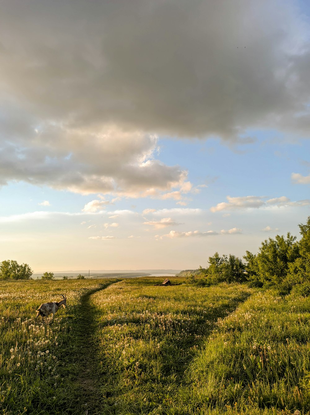 green grass field under cloudy sky during daytime