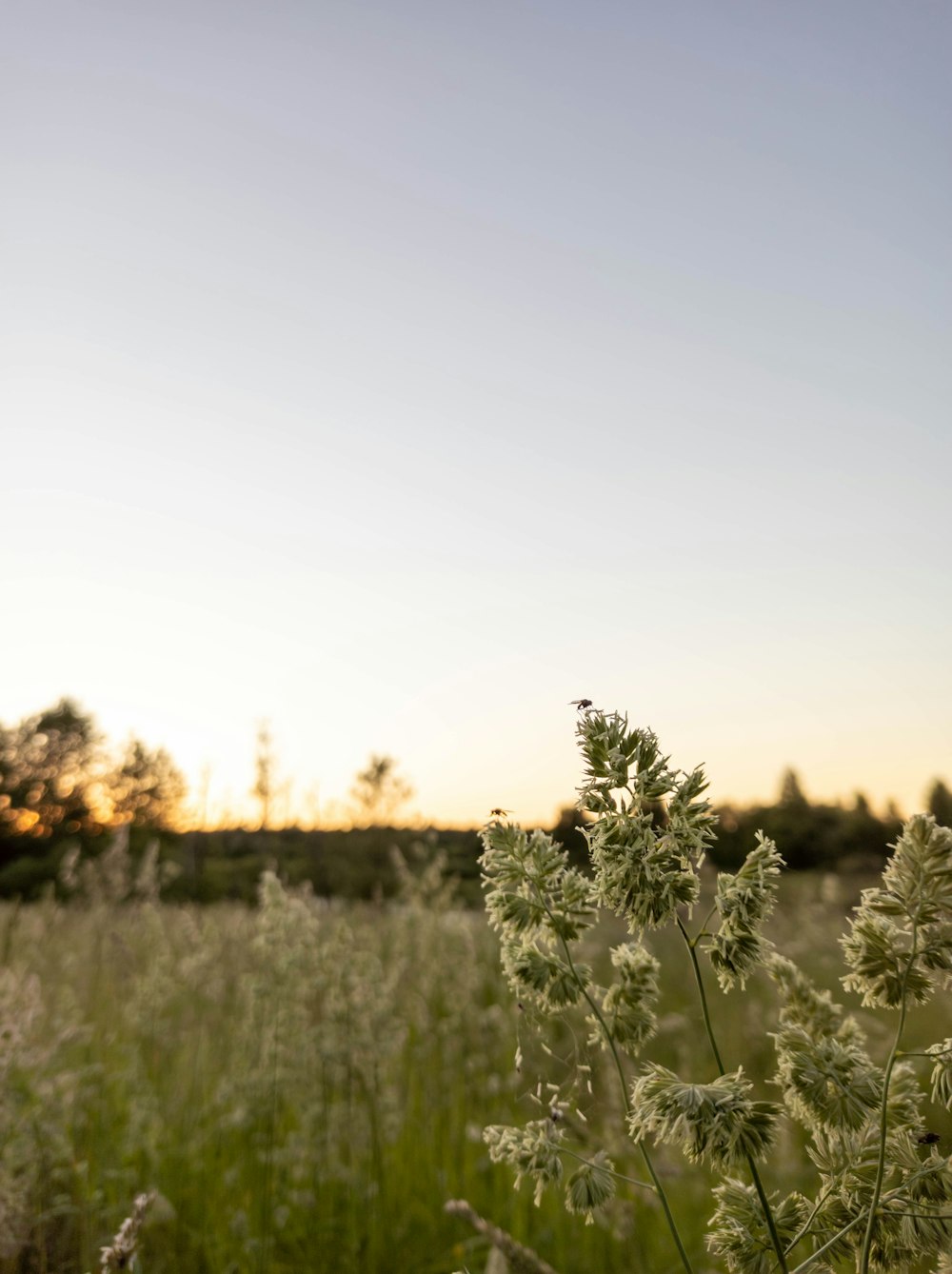 green plant under white sky during daytime