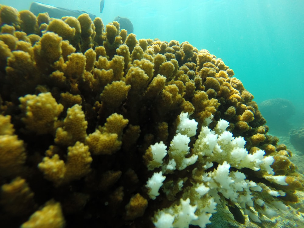 green and brown coral reef