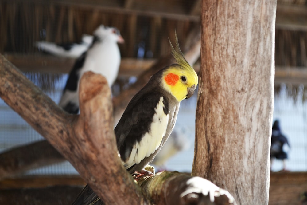 white black and yellow bird on brown tree branch