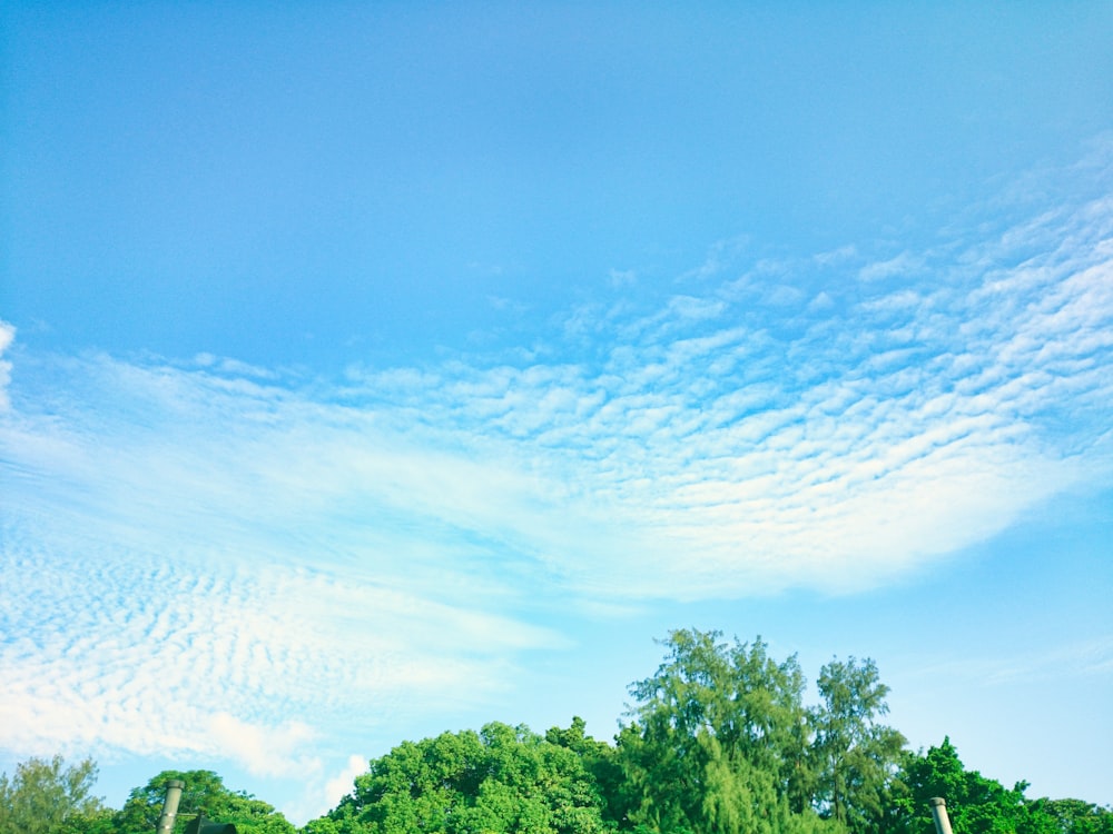 green trees under blue sky during daytime