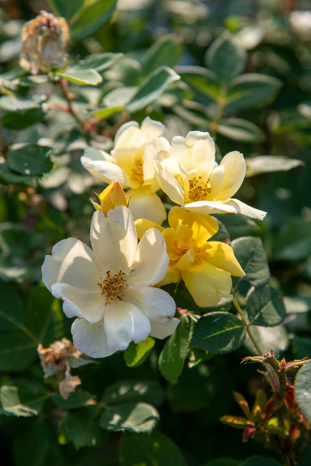 flor amarilla con hojas verdes