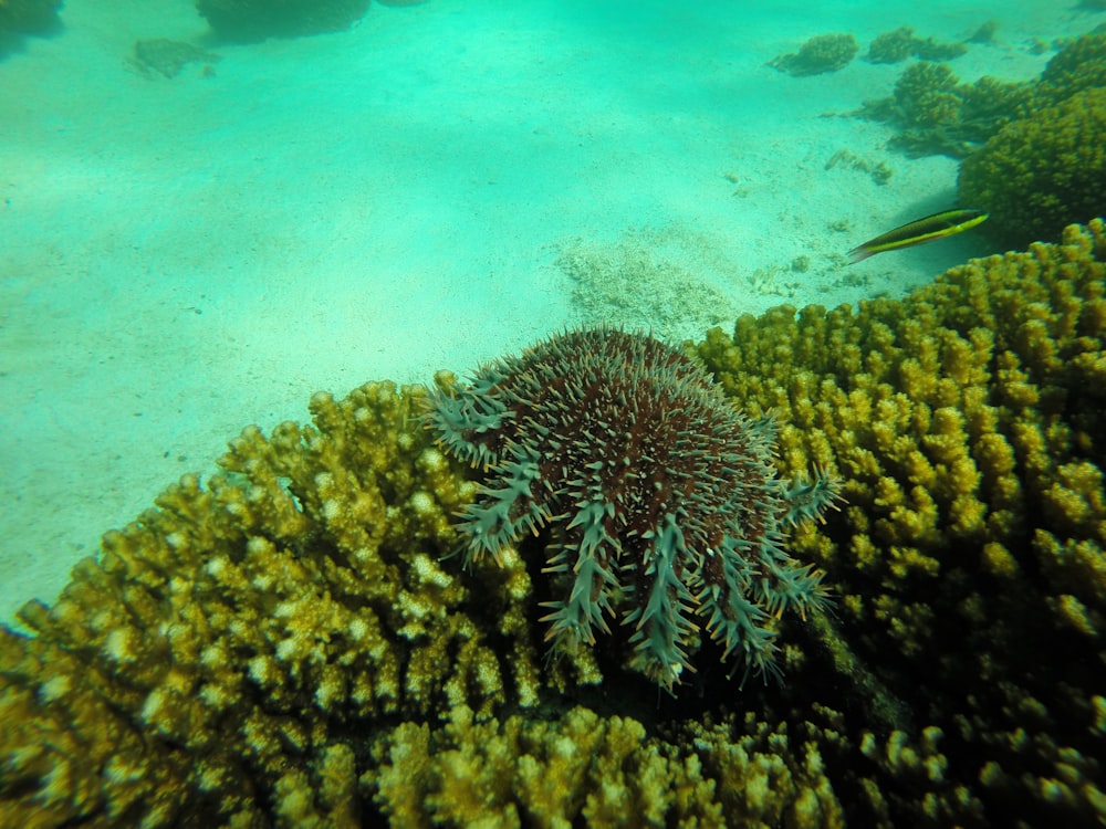 brown coral reef under water