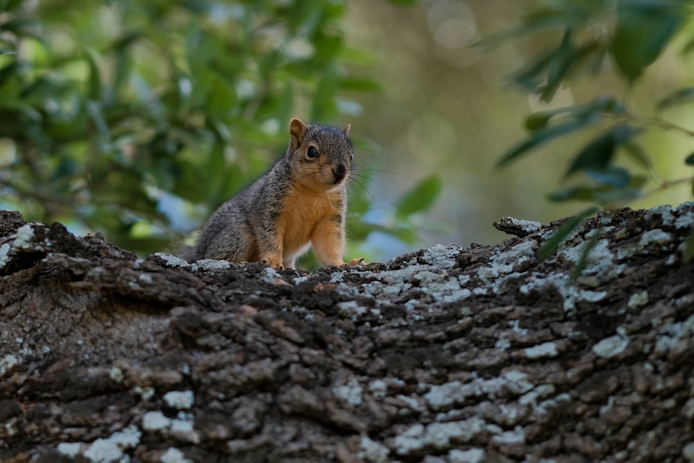 brown squirrel on tree branch during daytime