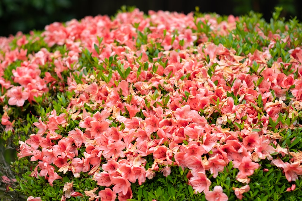 pink flowers on green grass during daytime