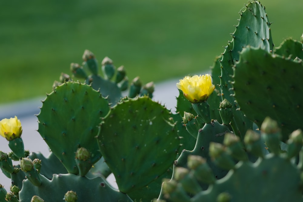 yellow flower on green leaves