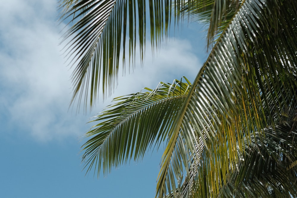 Palmera verde bajo el cielo azul durante el día