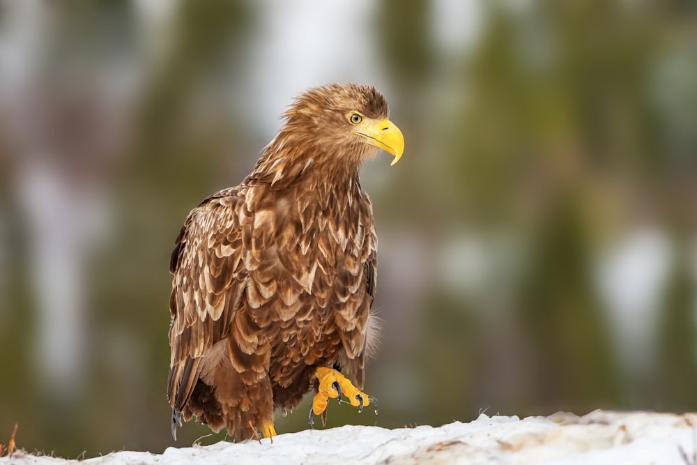 brown eagle on white snow during daytime