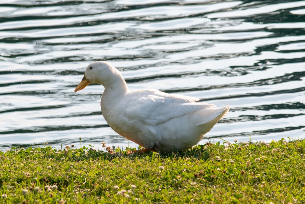 pato branco na grama verde perto do corpo de água durante o dia