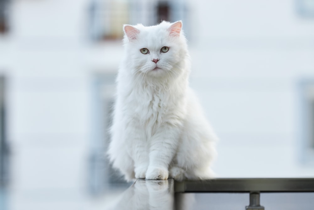 黒い木製のテーブルに白い猫