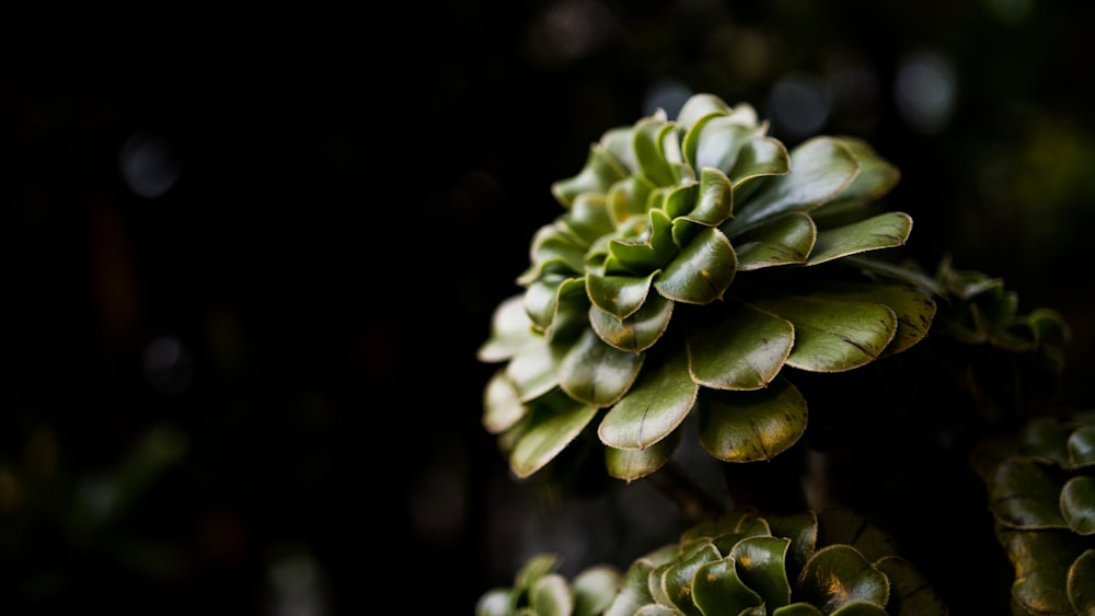 green flower buds in tilt shift lens