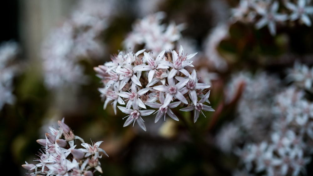 white and pink flowers in tilt shift lens