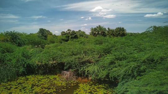 green trees and plants on brown soil in Pudukkottai India