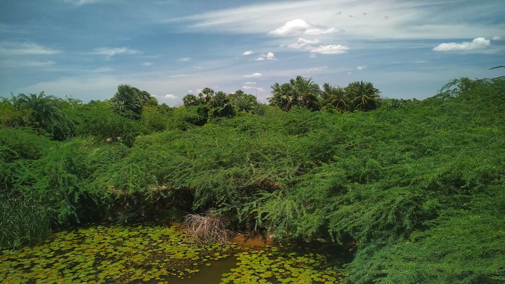 green trees and plants on brown soil