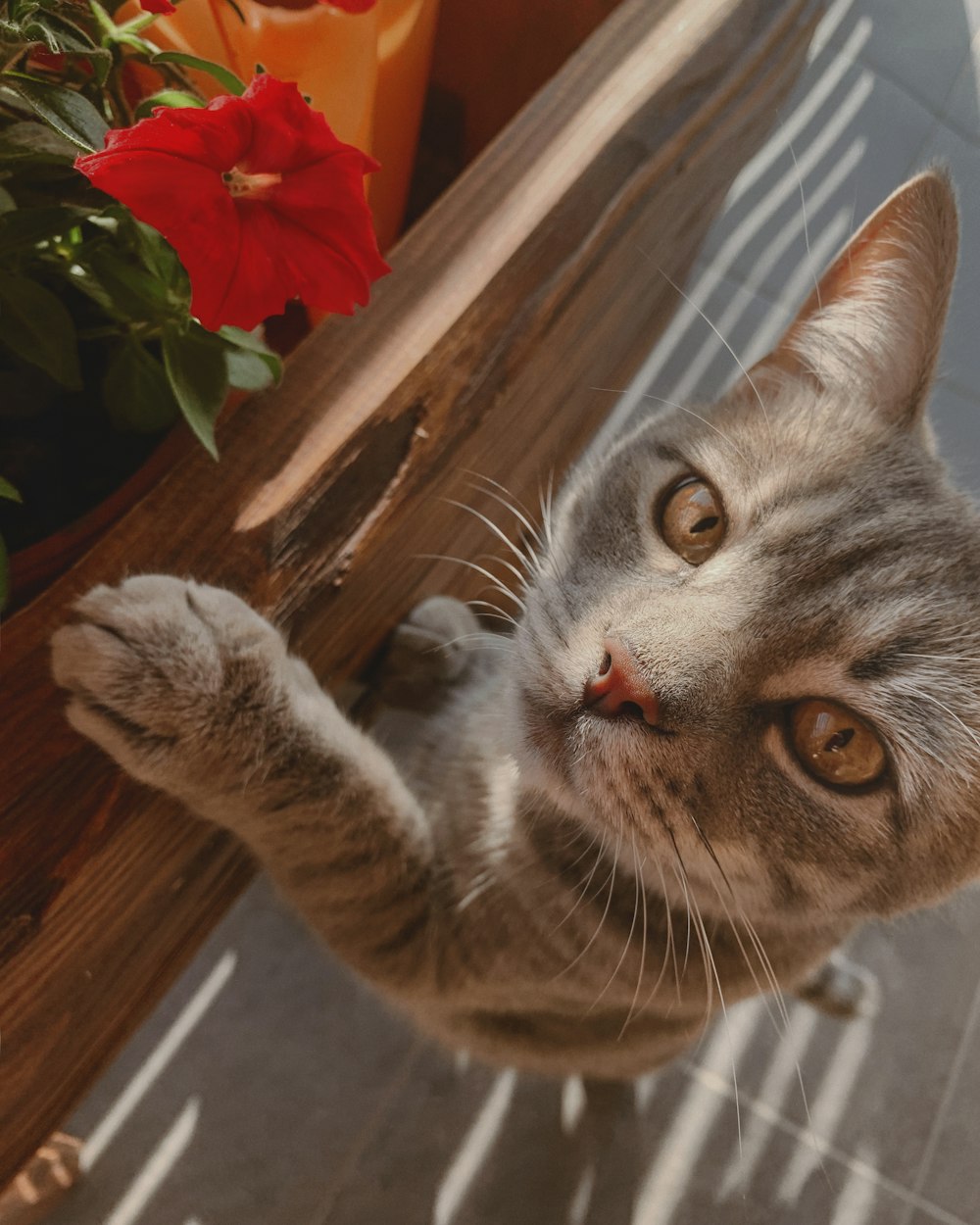 silver tabby cat on brown wooden floor