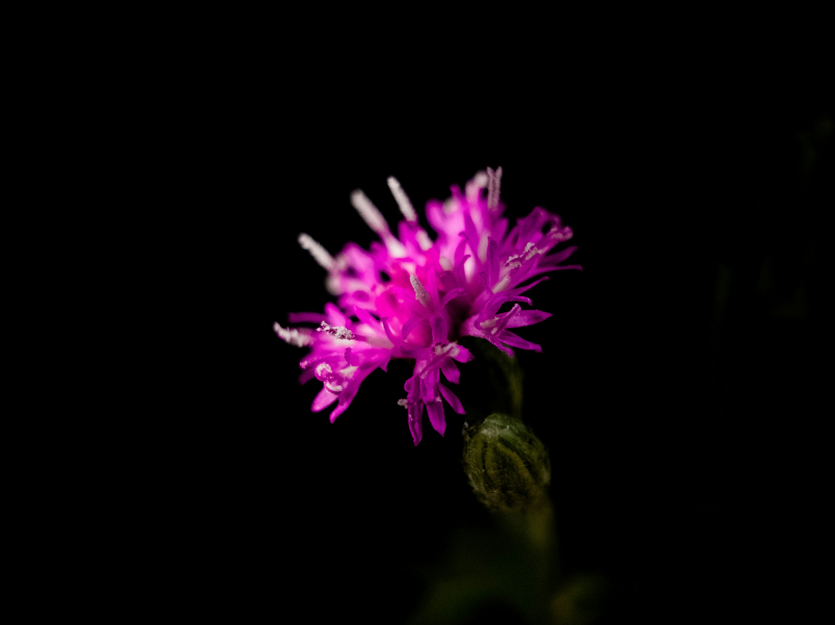 黒の背景に紫の花の写真 Unsplashで見つける工場の無料写真