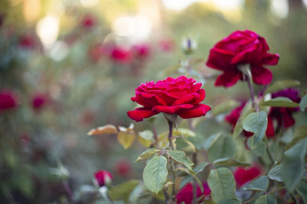 red rose in bloom during daytime