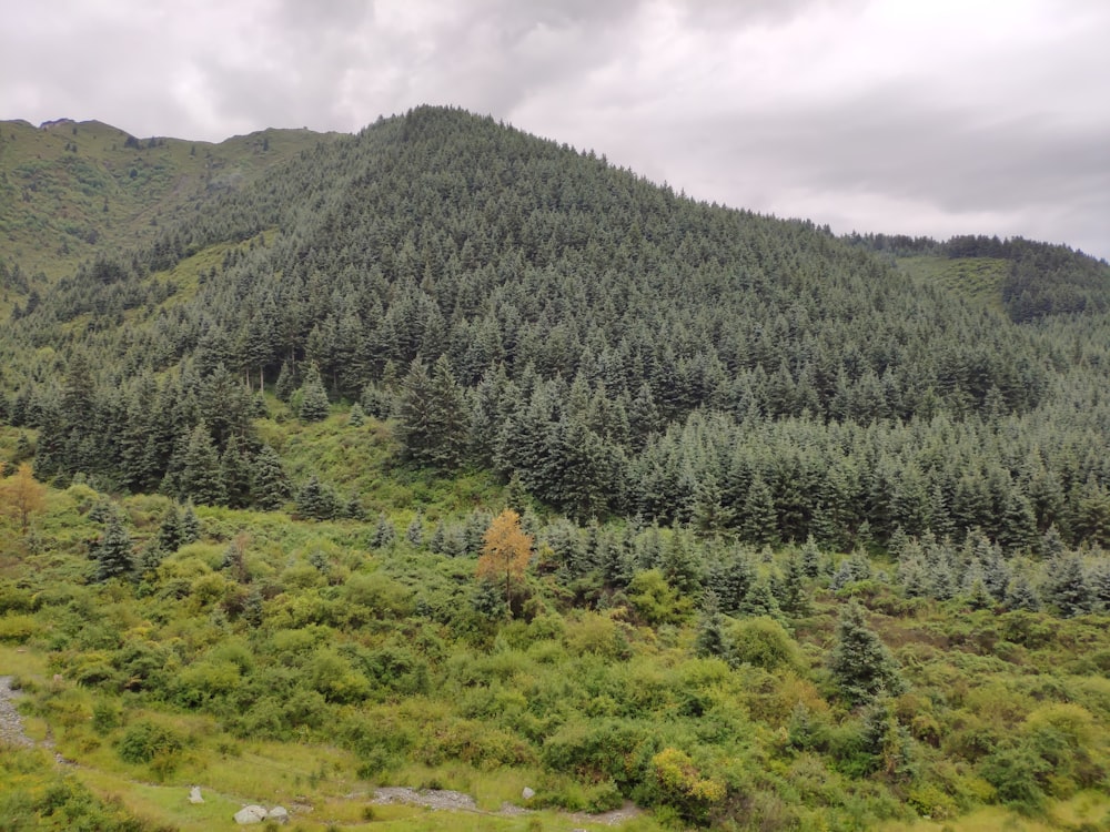 Grüne Bäume am Berg unter bewölktem Himmel tagsüber