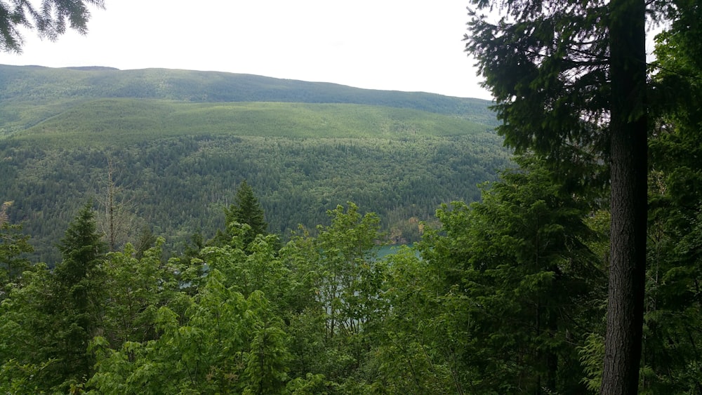 green trees on mountain during daytime