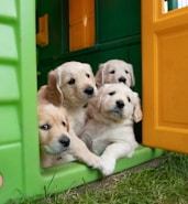 yellow labrador puppies in green plastic container