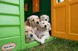 A group of colorful puppies exploring a wooden porch in a Texas home.